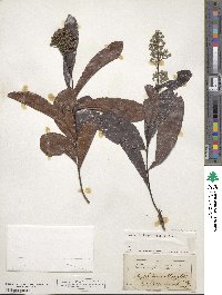 Geobalanus oblongifolius image