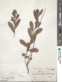 Geobalanus oblongifolius image