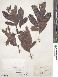 Geobalanus oblongifolius image