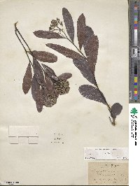 Geobalanus oblongifolius image