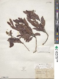 Geobalanus oblongifolius image