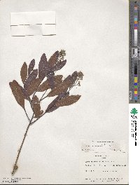 Geobalanus oblongifolius image