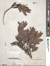 Geobalanus oblongifolius image