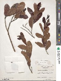 Geobalanus oblongifolius image