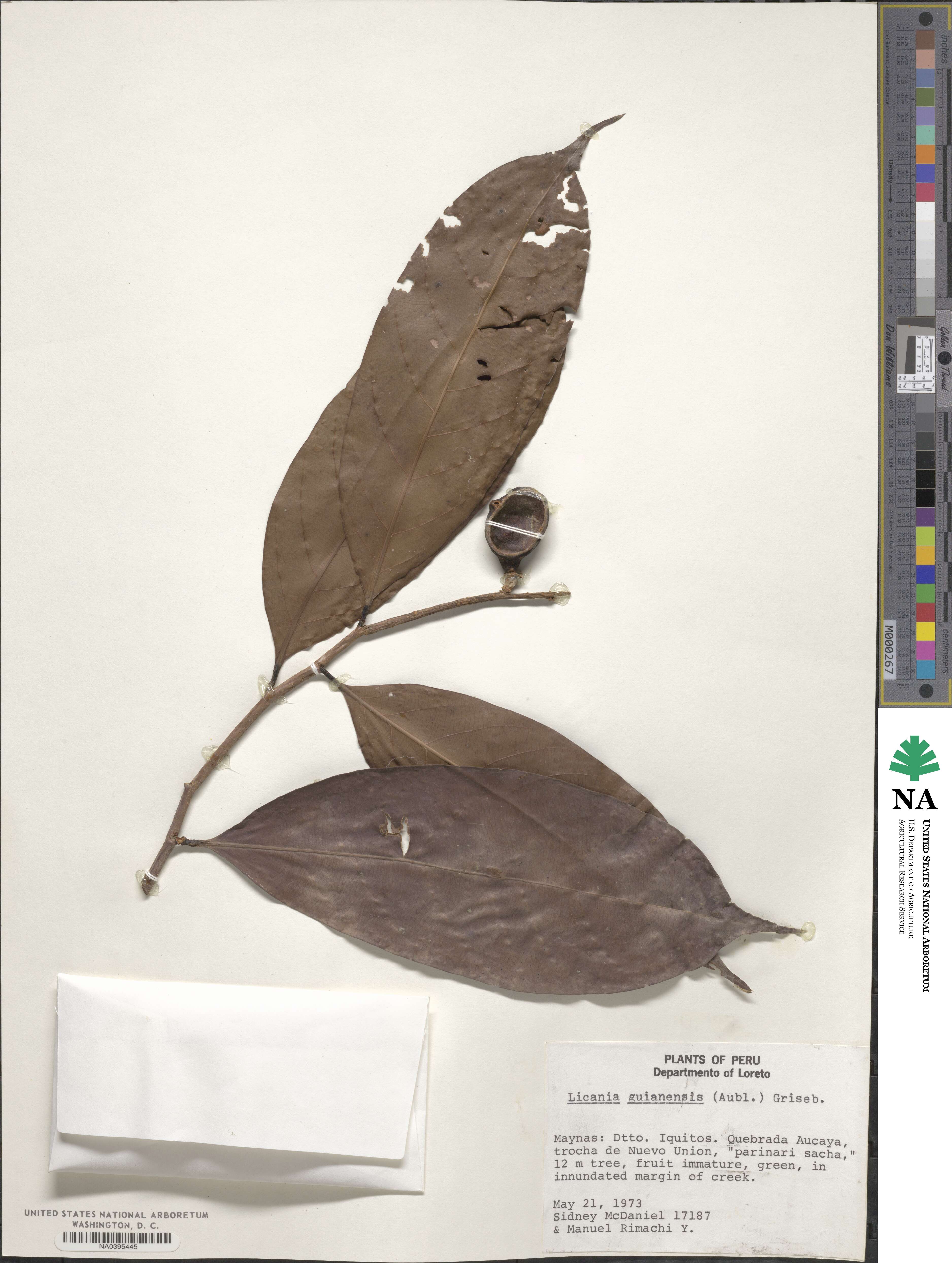 Chrysobalanus icaco subsp. icaco image