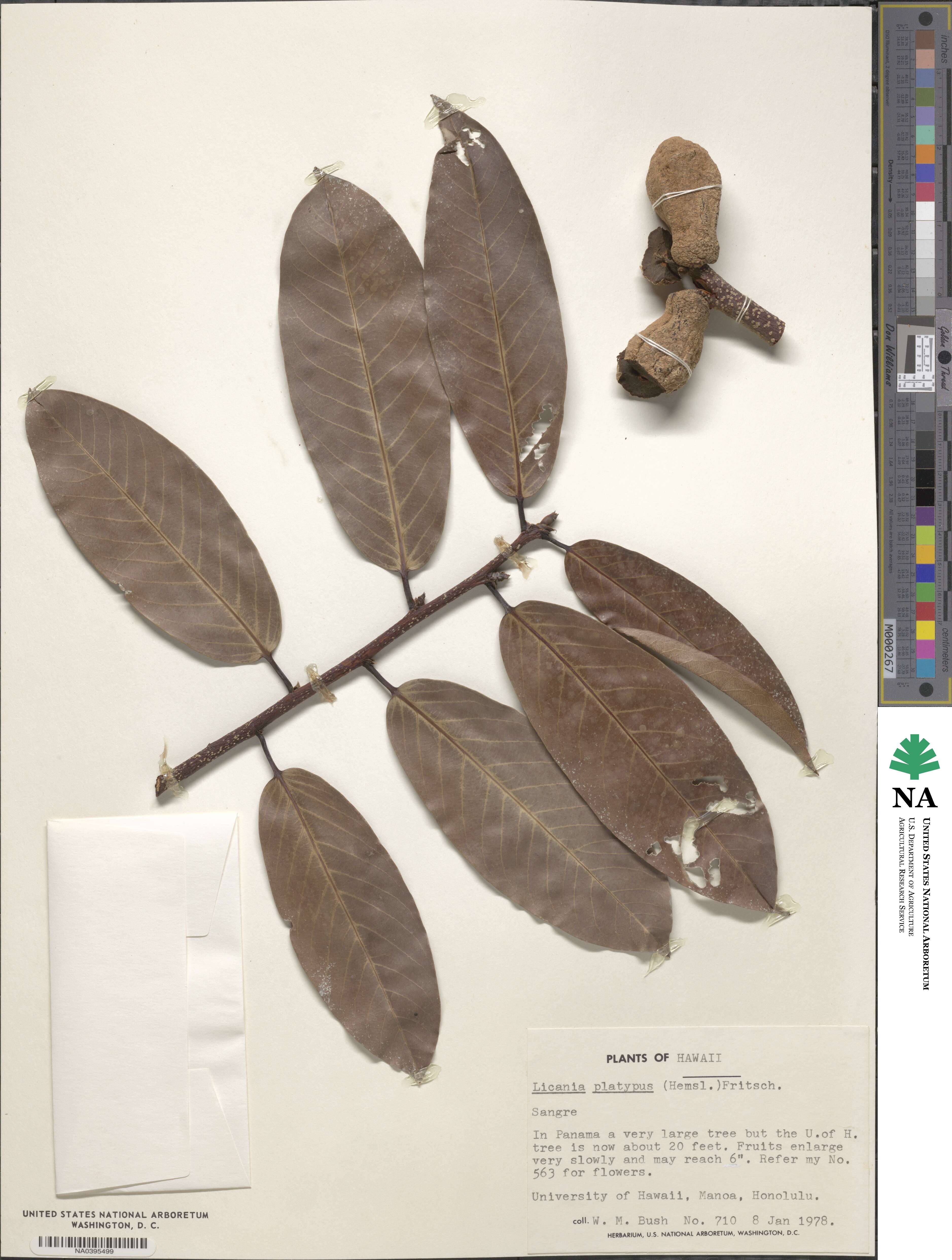 Moquilea platypus image