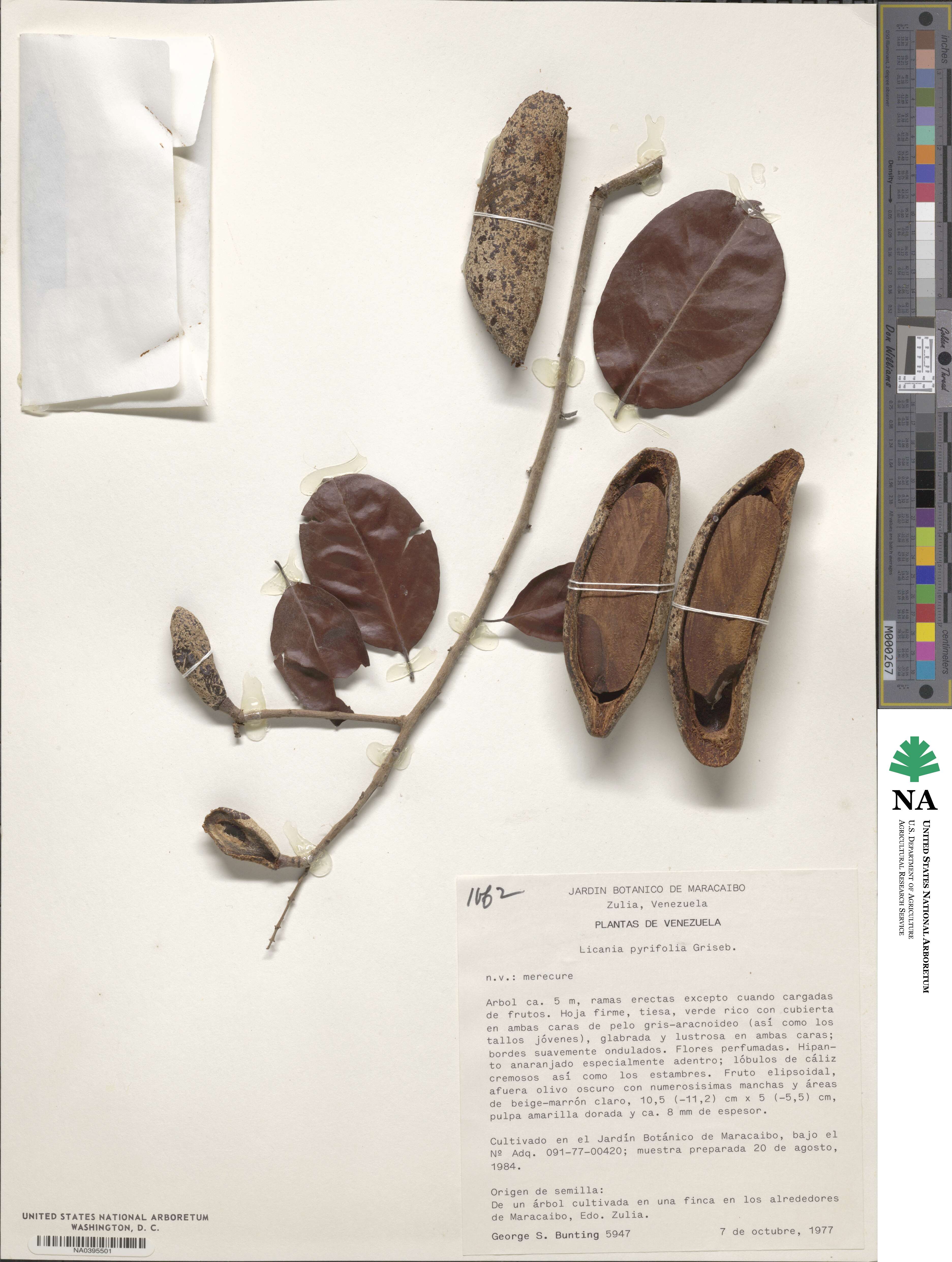 Moquilea pyrifolia image
