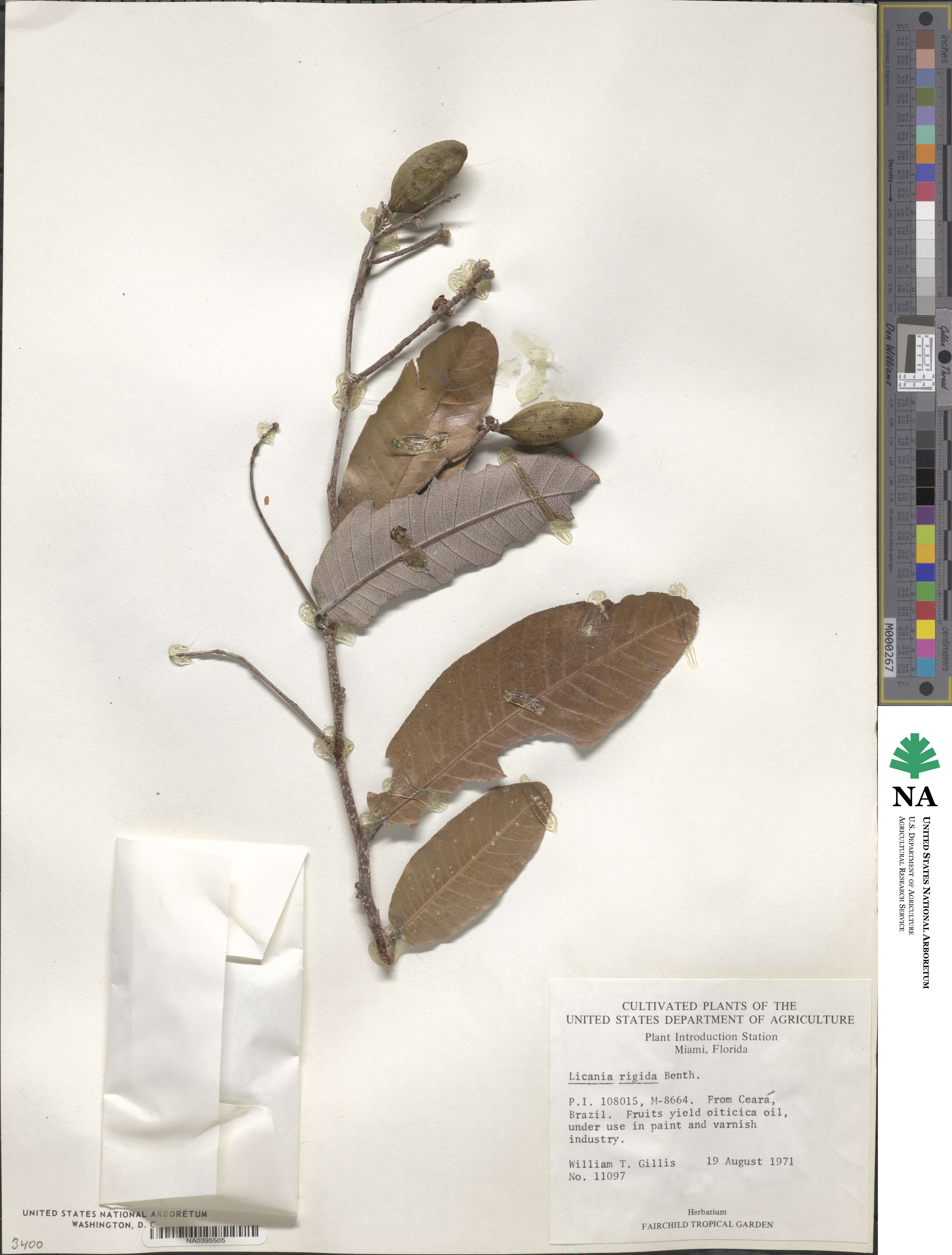 Microdesmia rigida image