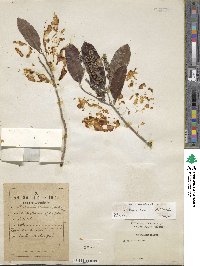 Image of Moquilea tomentosa