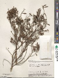 Image of Stylobasium spathulatum