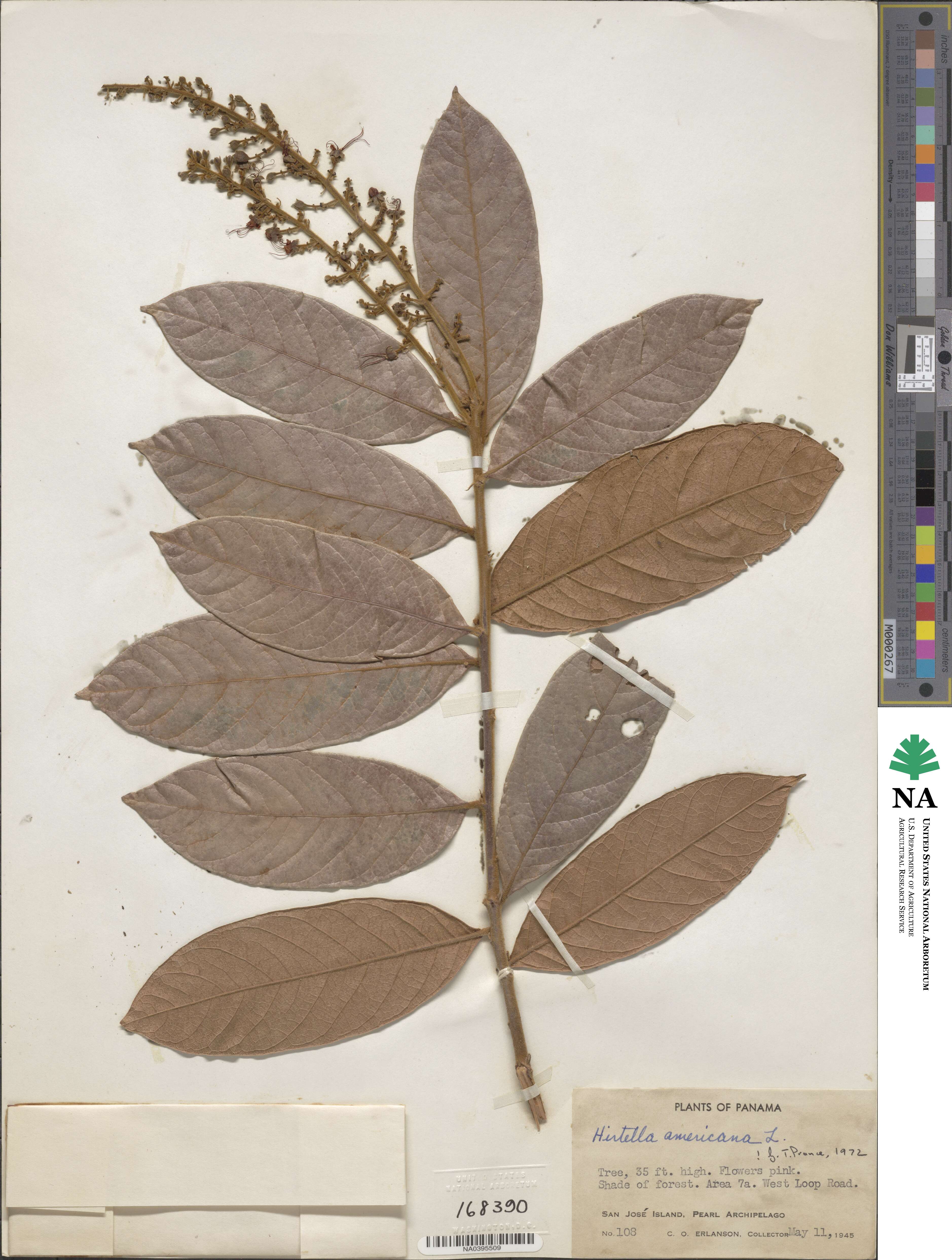 Hirtella americana image