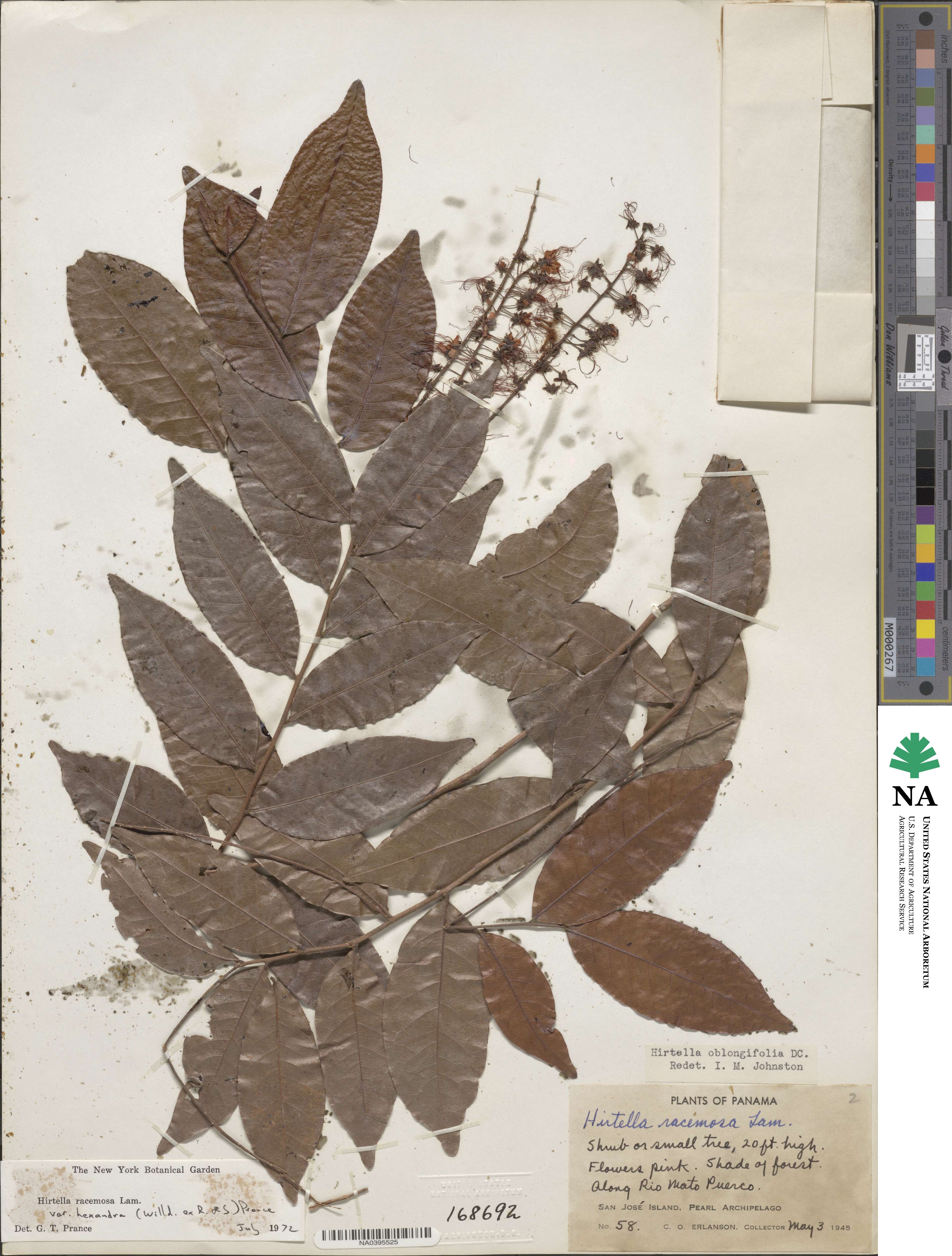 Hirtella racemosa var. hexandra image