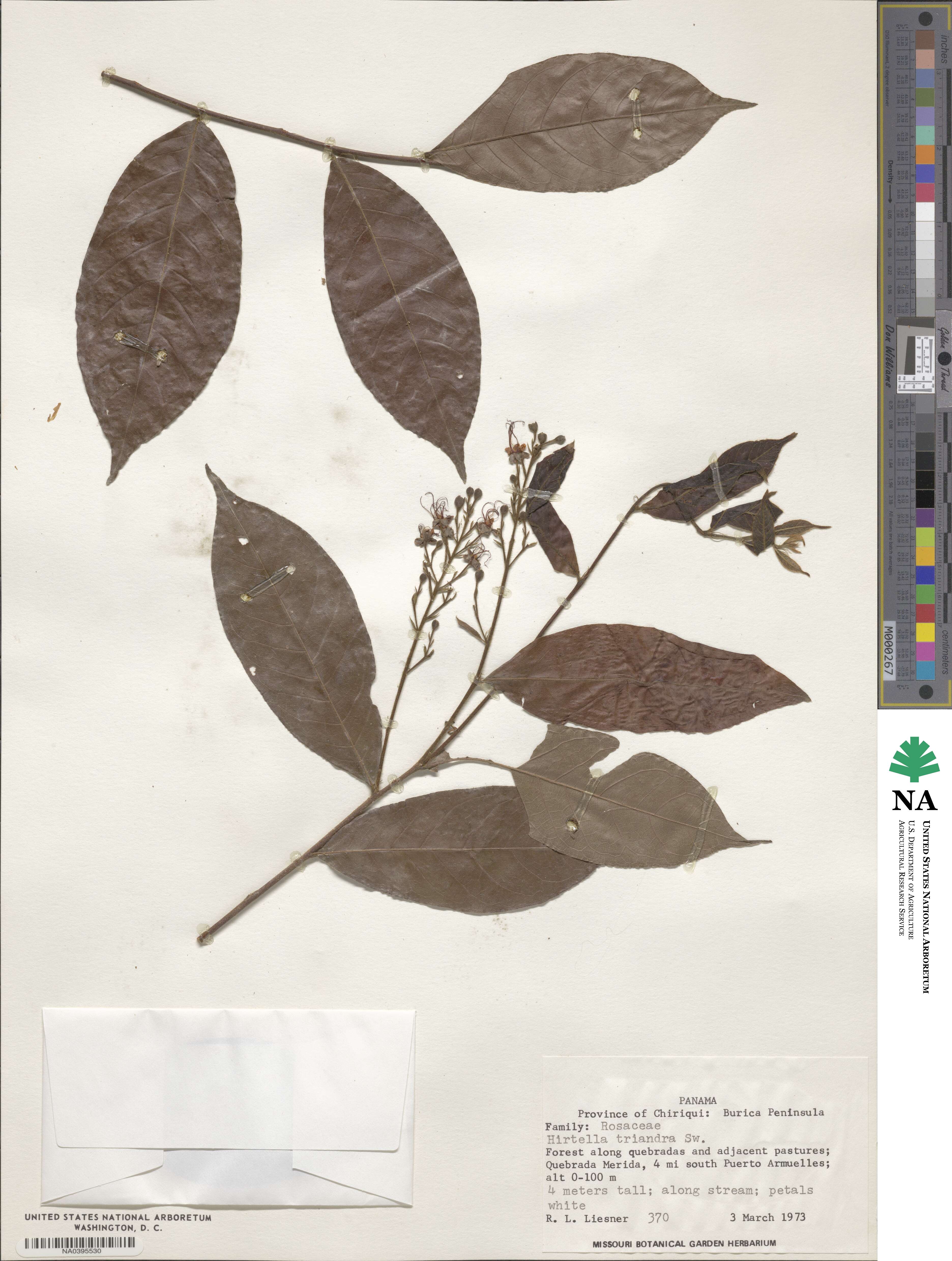 Hirtella triandra image