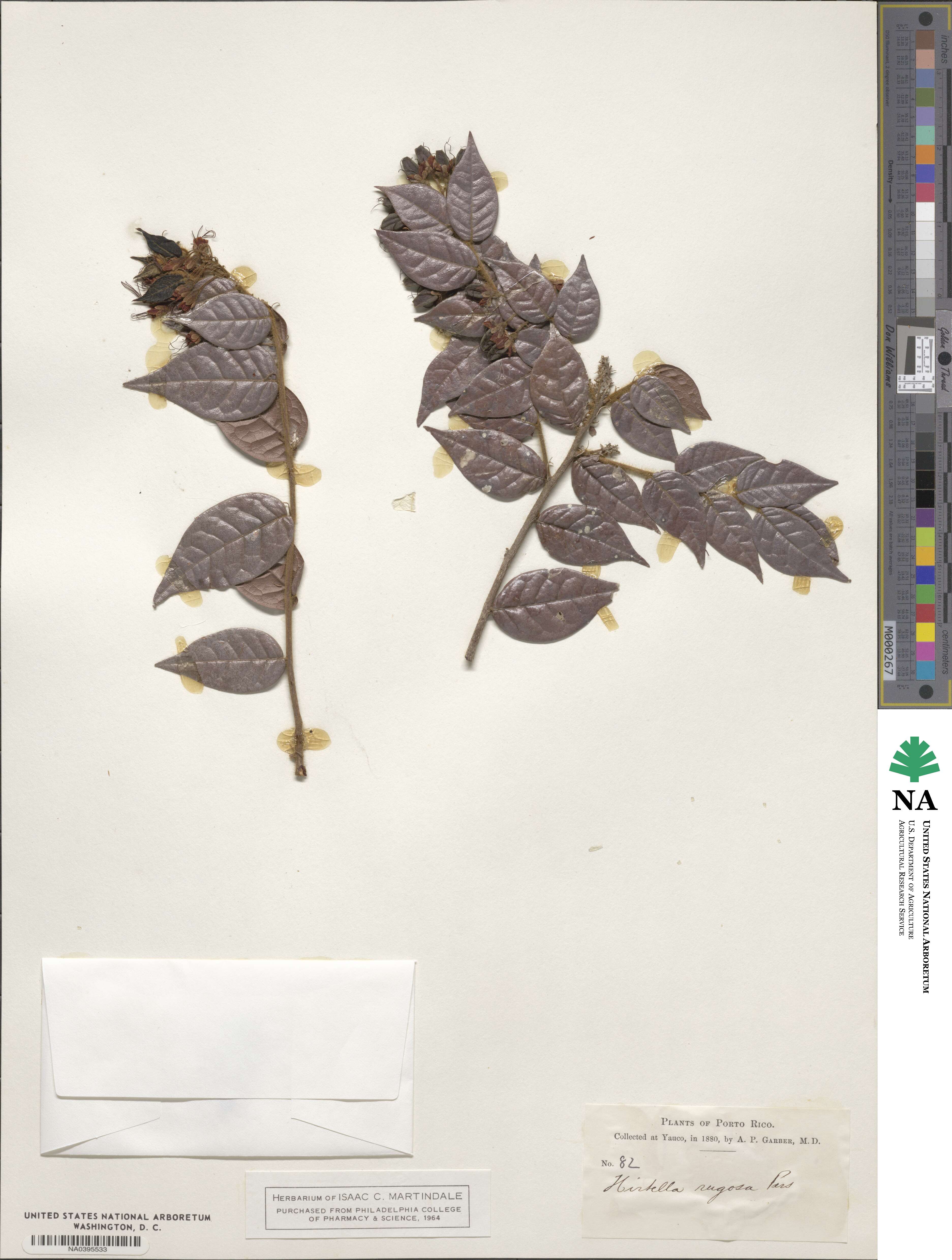 Hirtella rugosa image