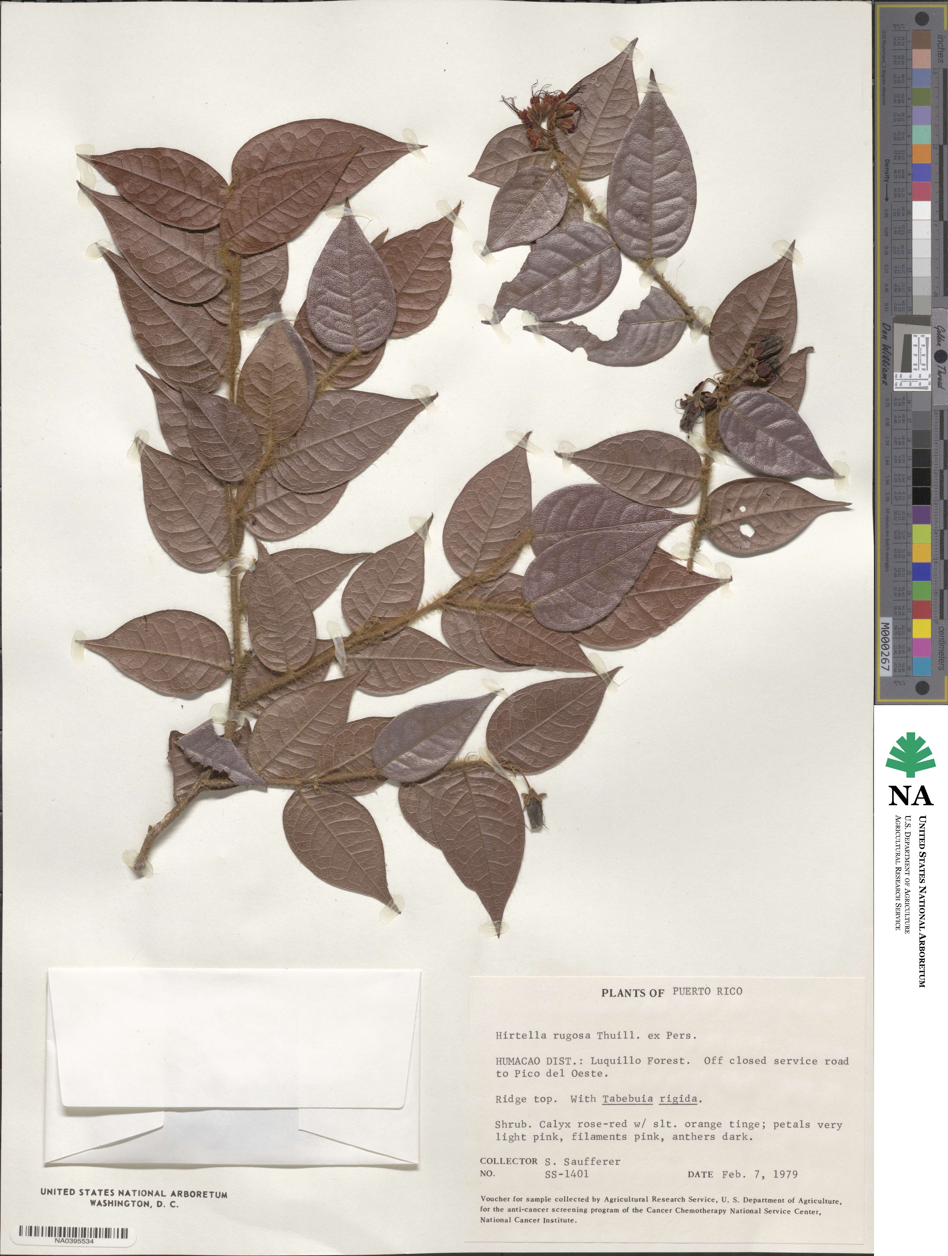 Hirtella rugosa image
