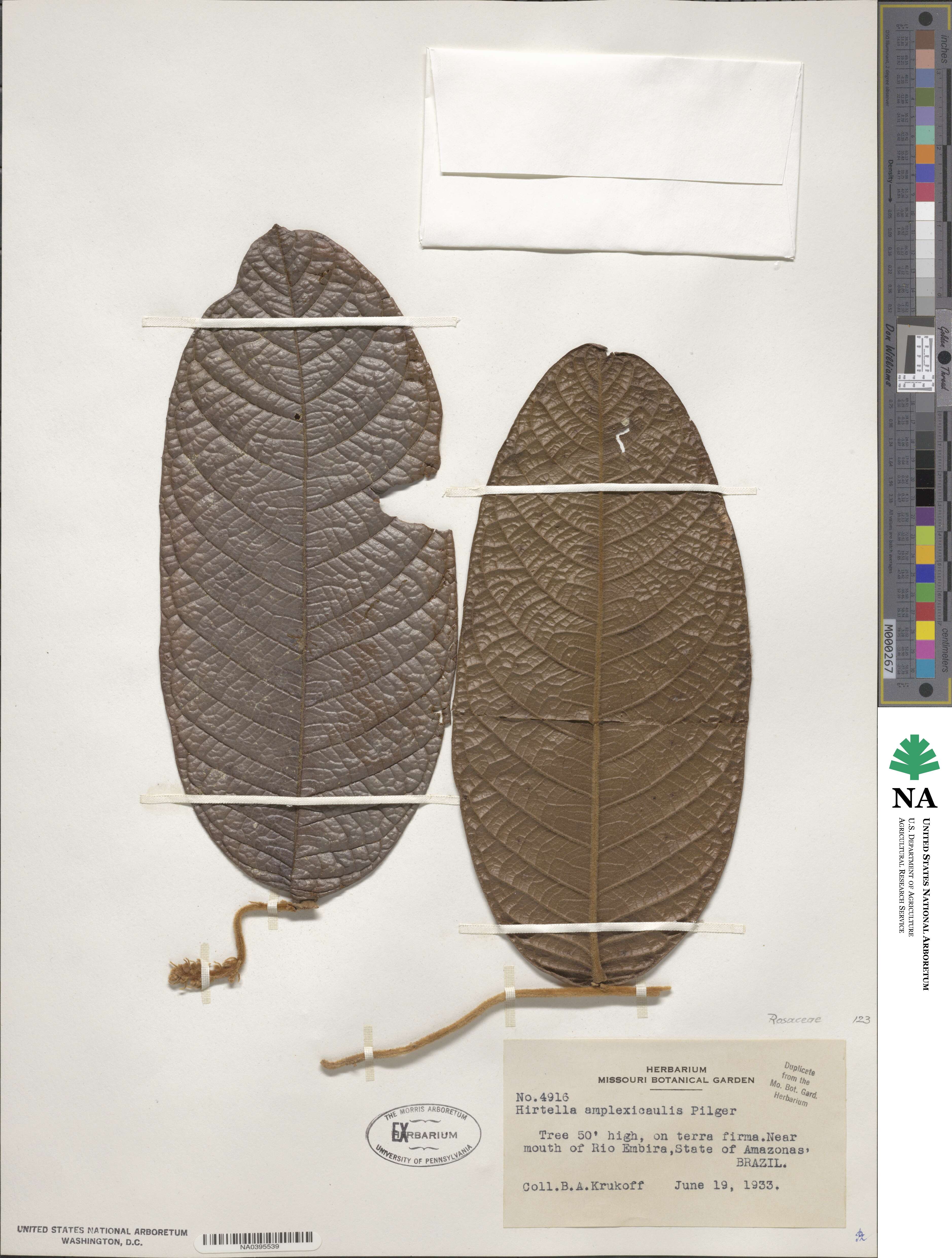 Hirtella bullata image