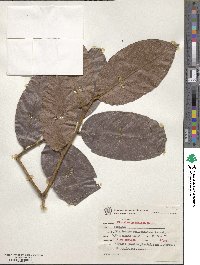 Image of Hirtella hebeclada