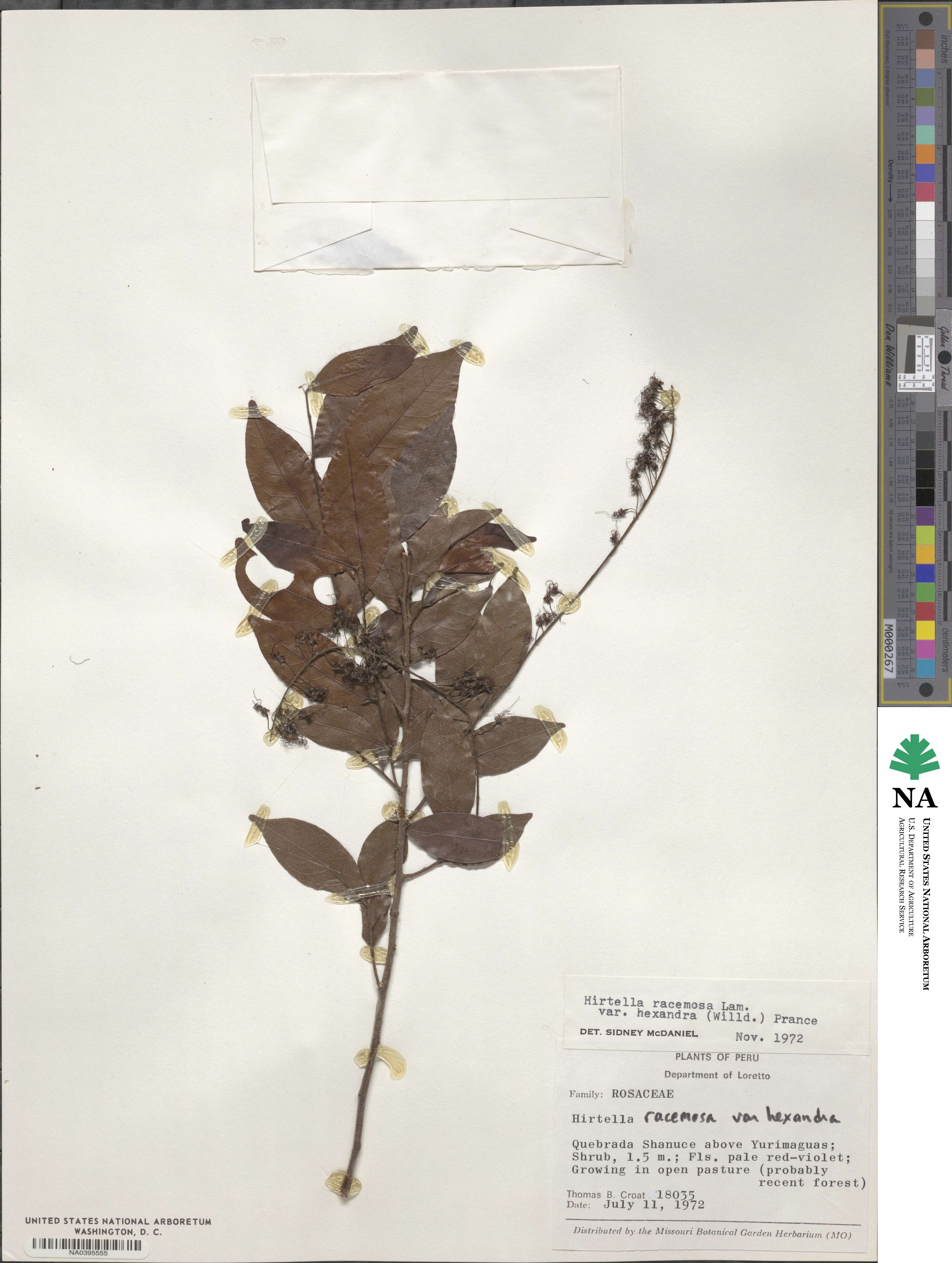 Hirtella racemosa var. hexandra image