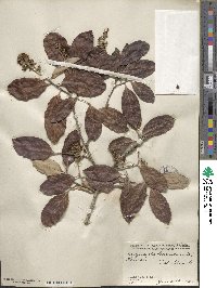 Couepia polyandra image