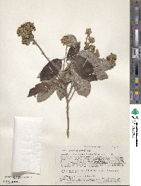 Couepia polyandra image