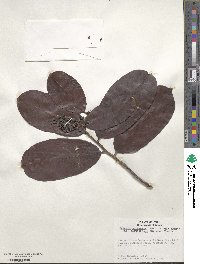 Couepia paraensis subsp. glaucescens image