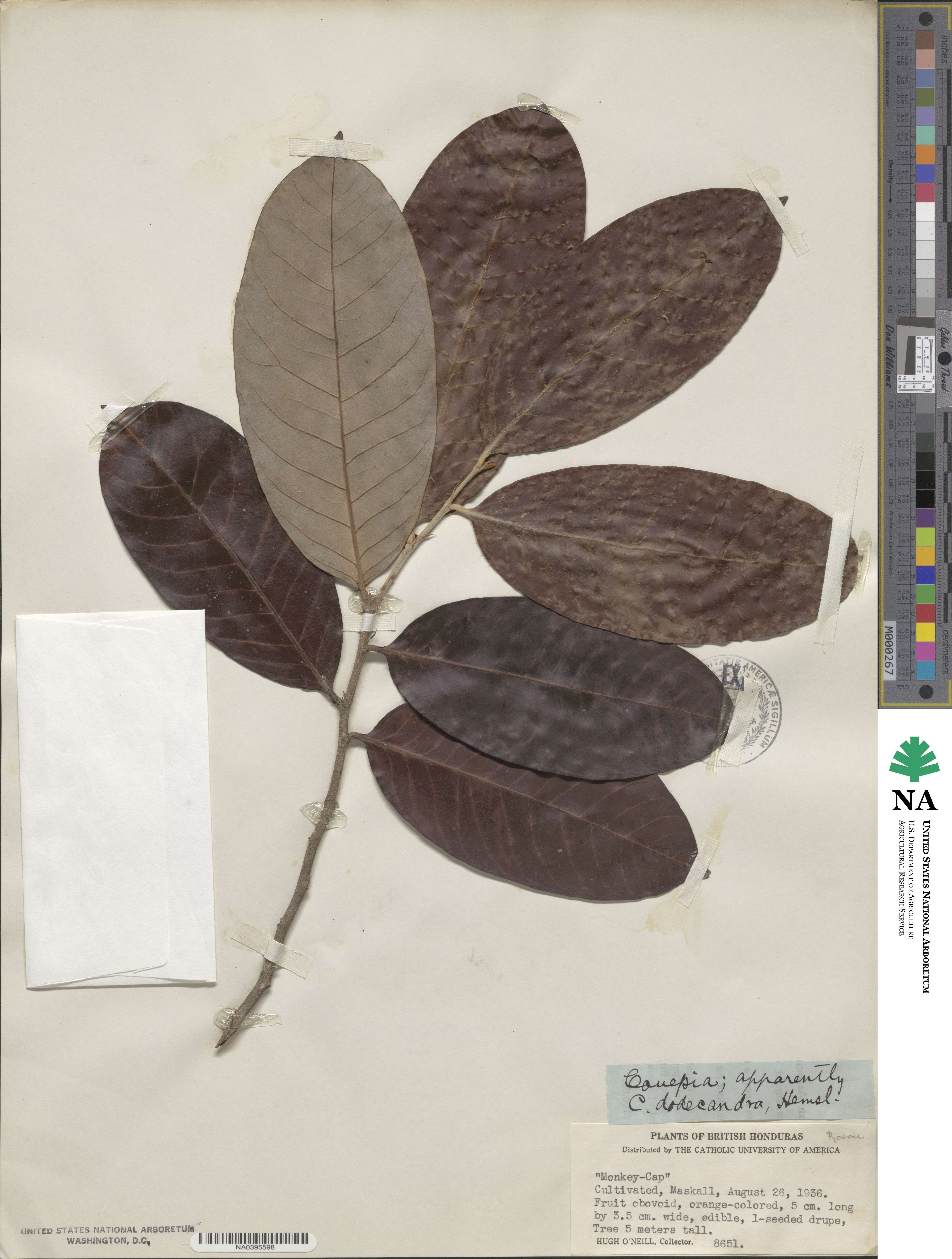 Couepia polyandra image