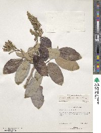 Couepia polyandra image