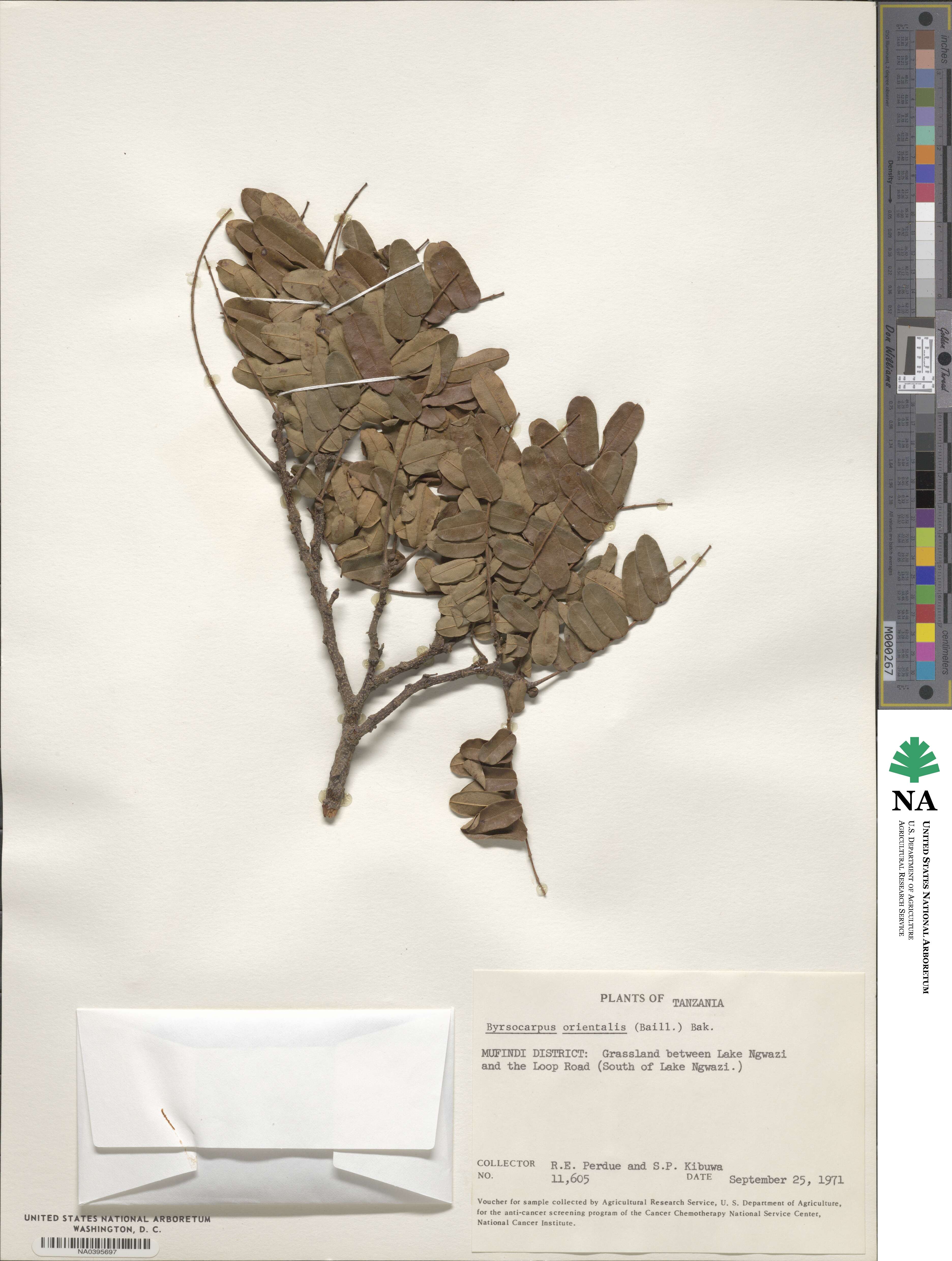 Rourea orientalis image