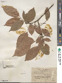 Rourea glabra image