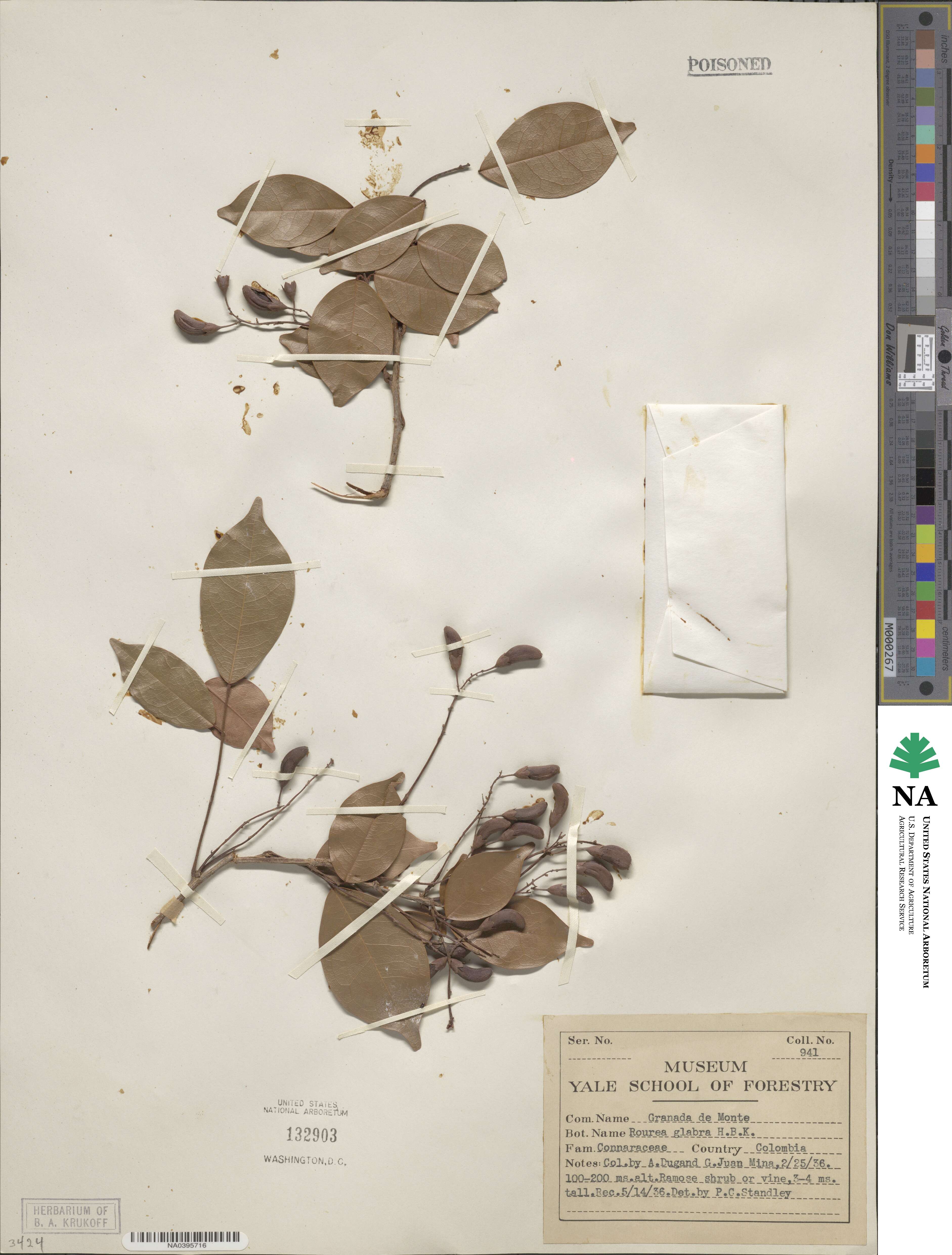 Rourea glabra image