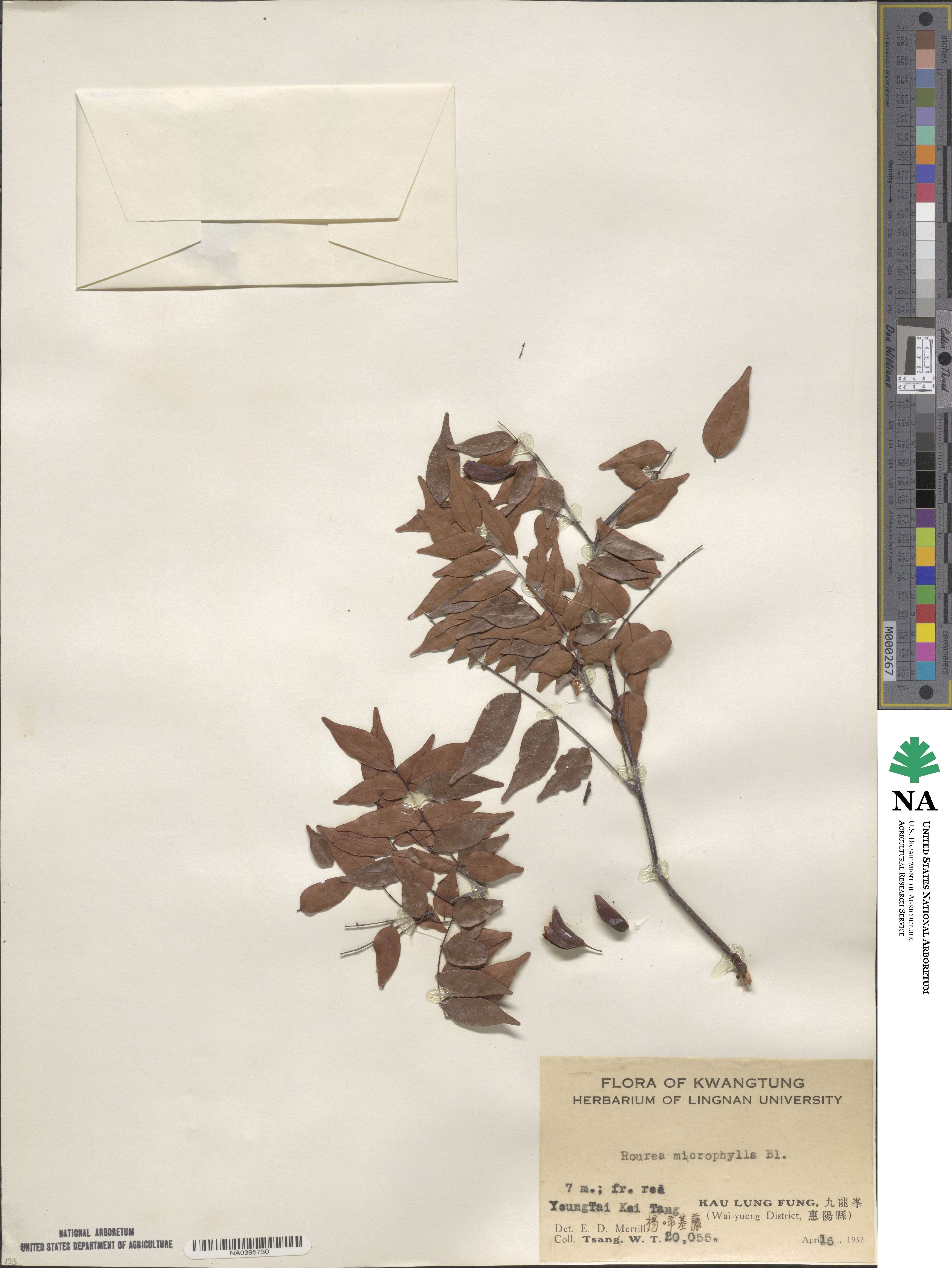 Rourea microphylla image
