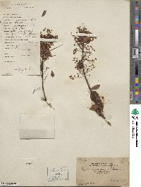 Rourea microphylla image