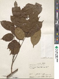 Rourea thomsonii image