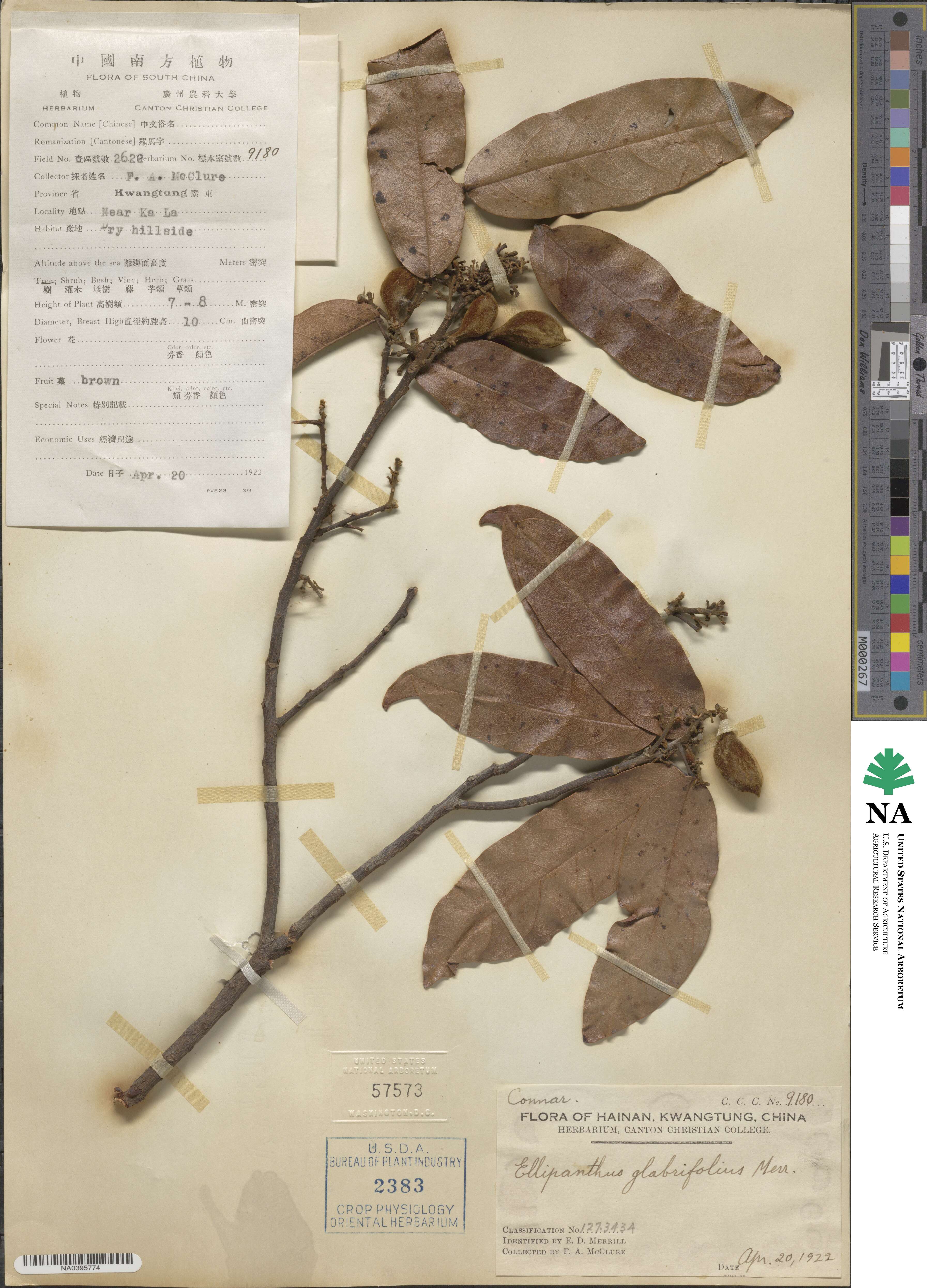 Ellipanthus glabrifolius image