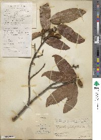 Ellipanthus glabrifolius image