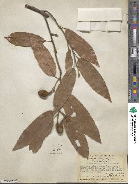 Ellipanthus glabrifolius image