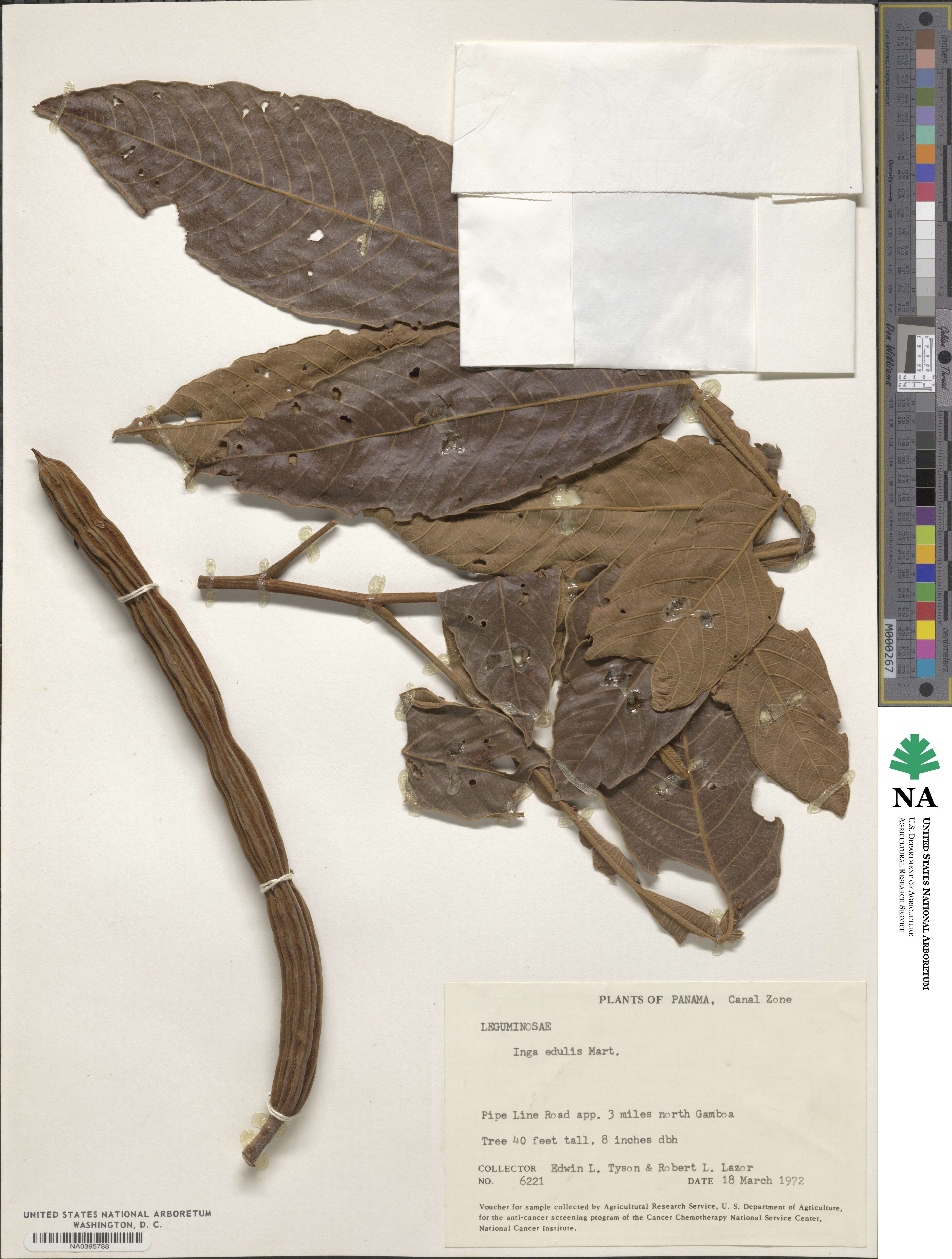 Inga edulis image