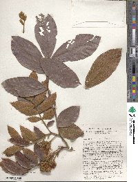 Inga vera subsp. eriocarpa image