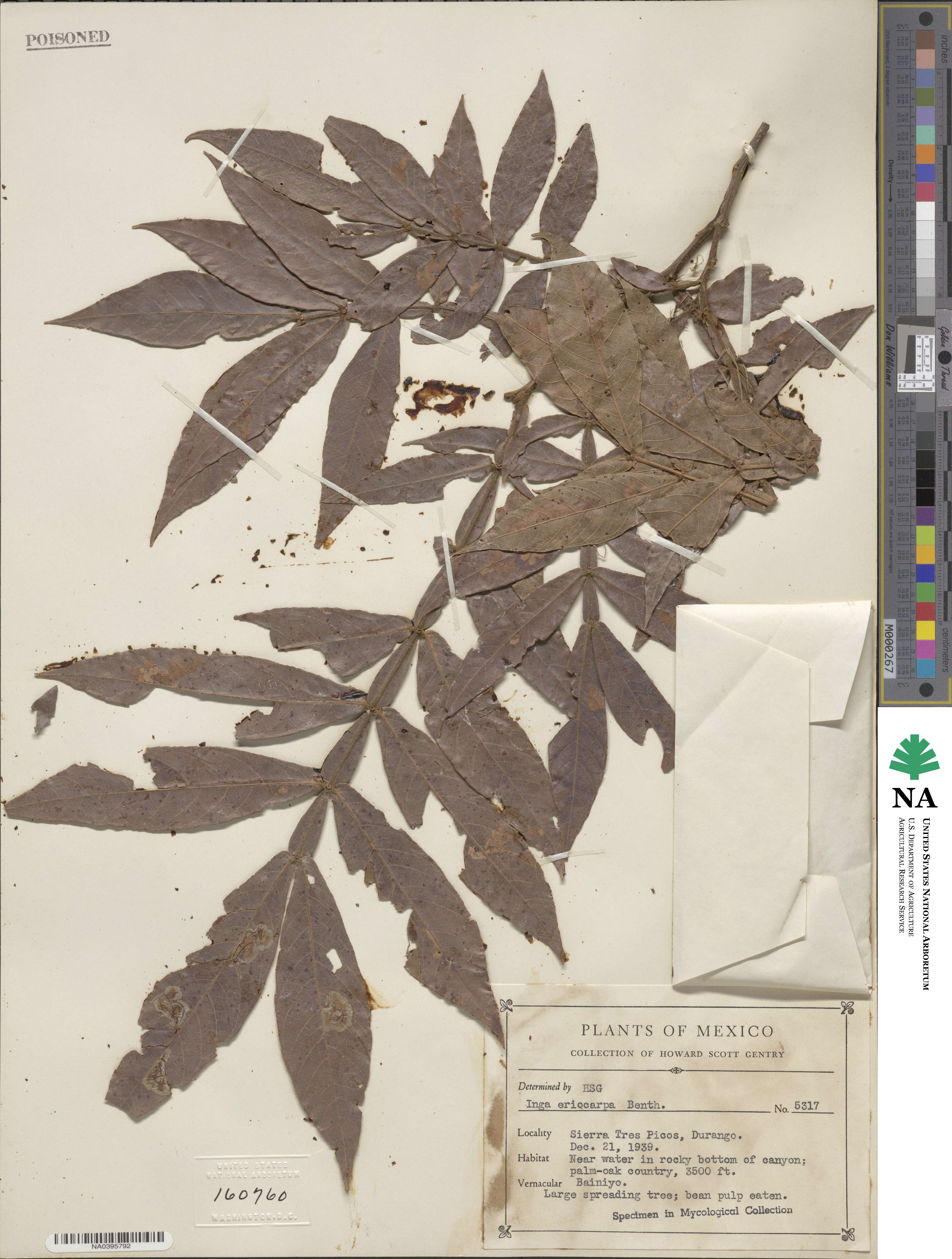 Inga vera subsp. eriocarpa image