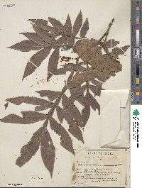 Inga vera subsp. eriocarpa image