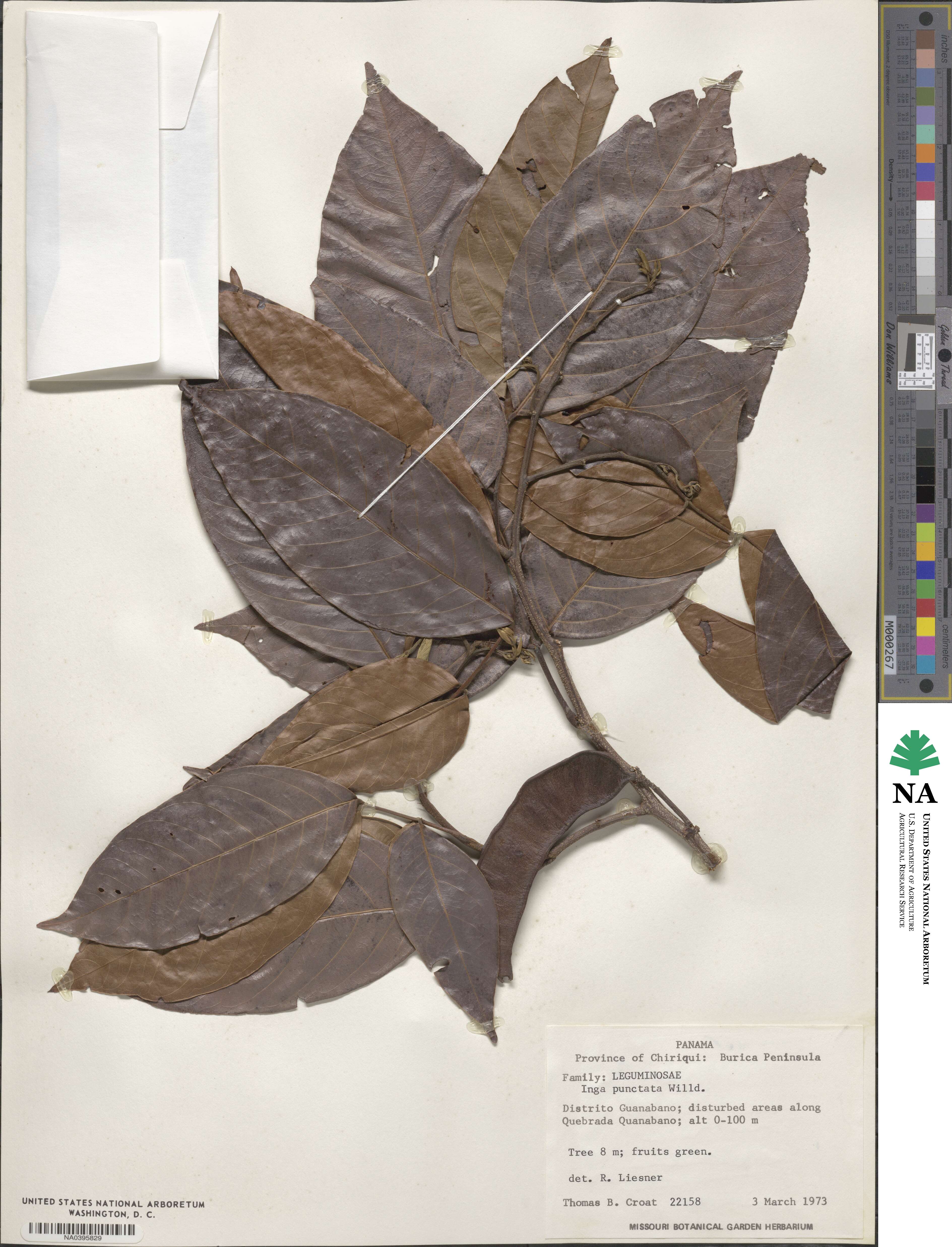 Inga punctata image