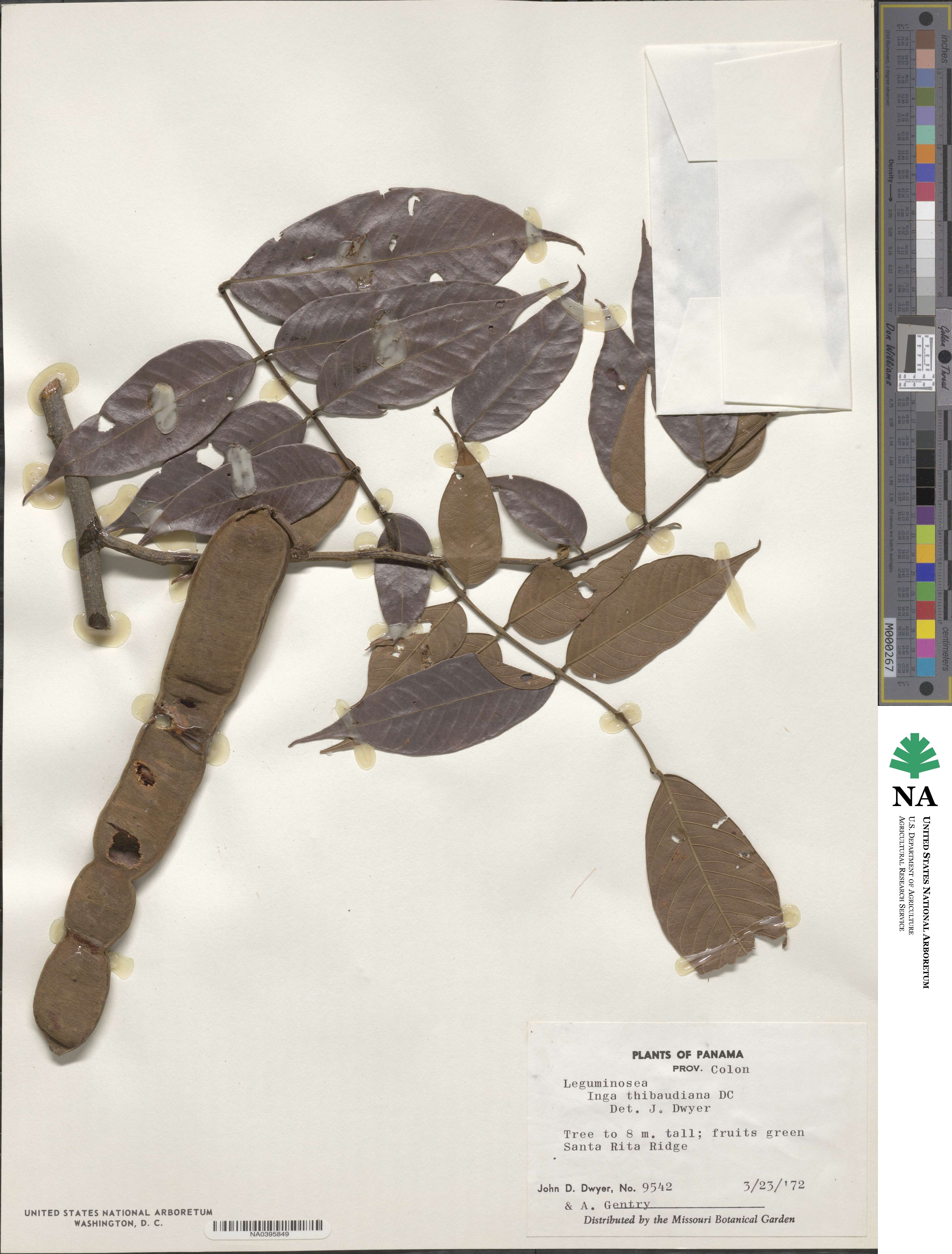 Inga thibaudiana image