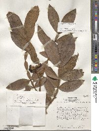 Inga adenophylla image