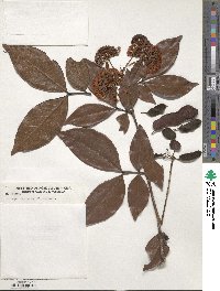 Image of Inga coriacea