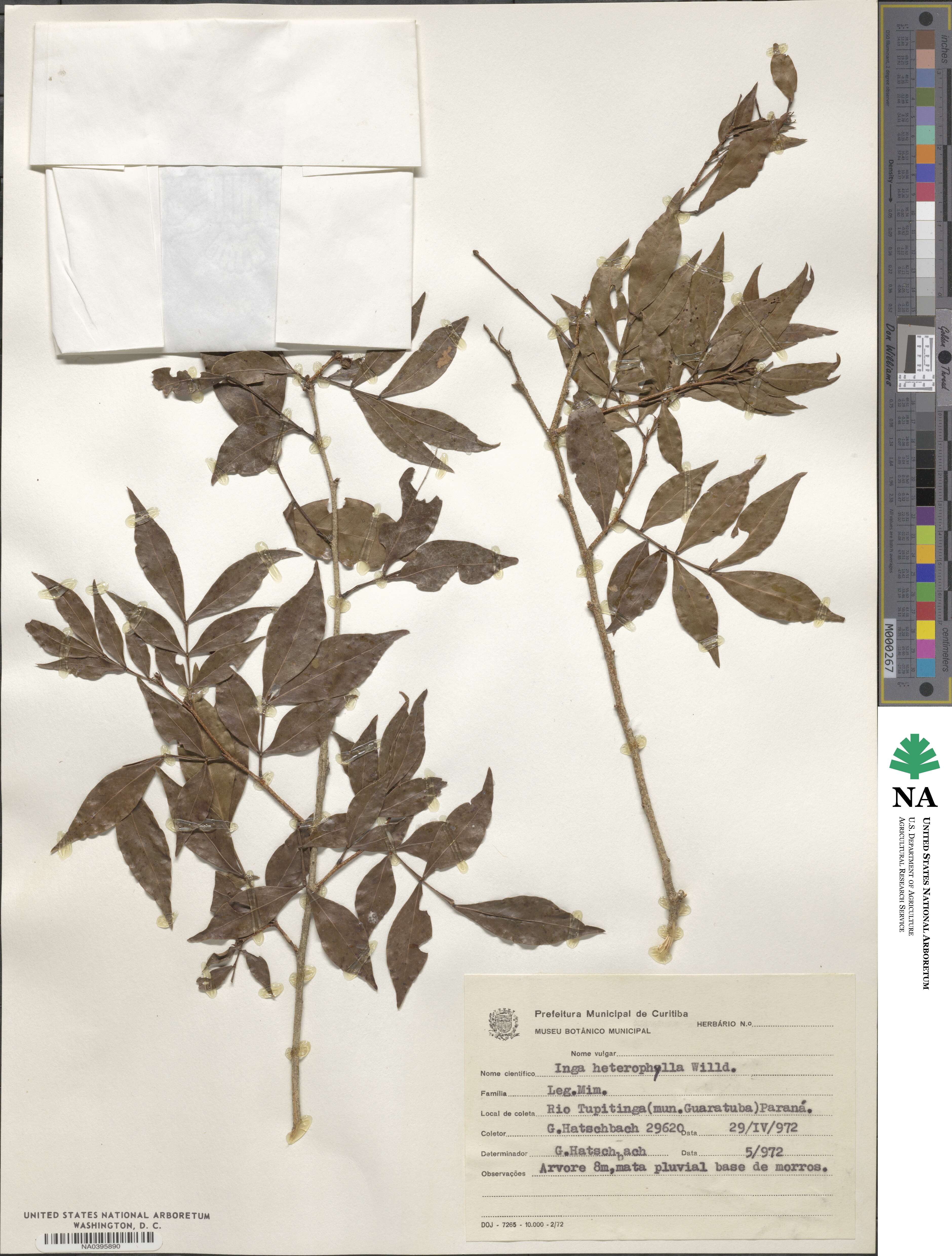 Inga heterophylla image