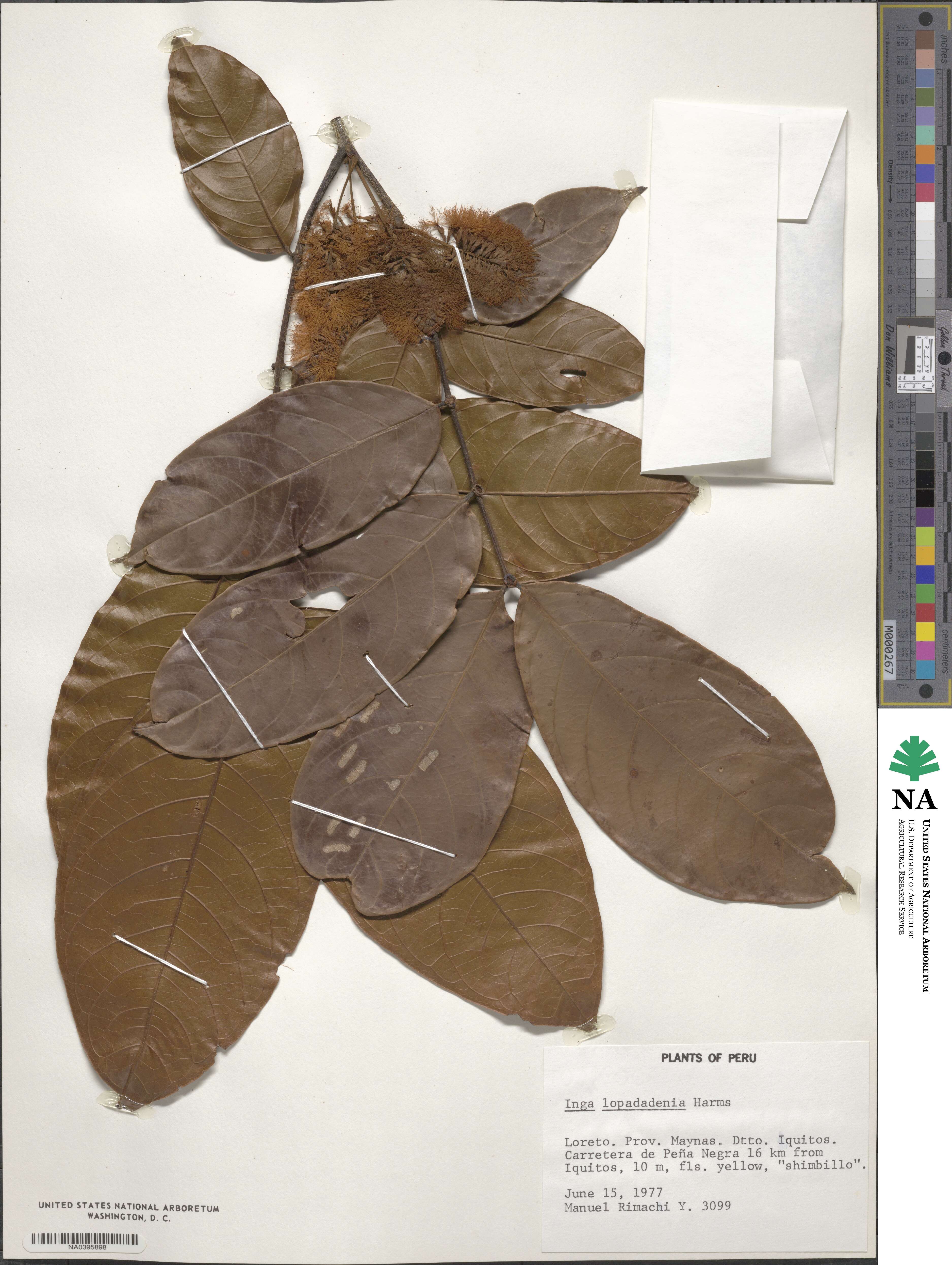 Inga image