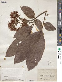 Inga nobilis subsp. nobilis image