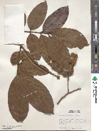 Inga nobilis subsp. nobilis image