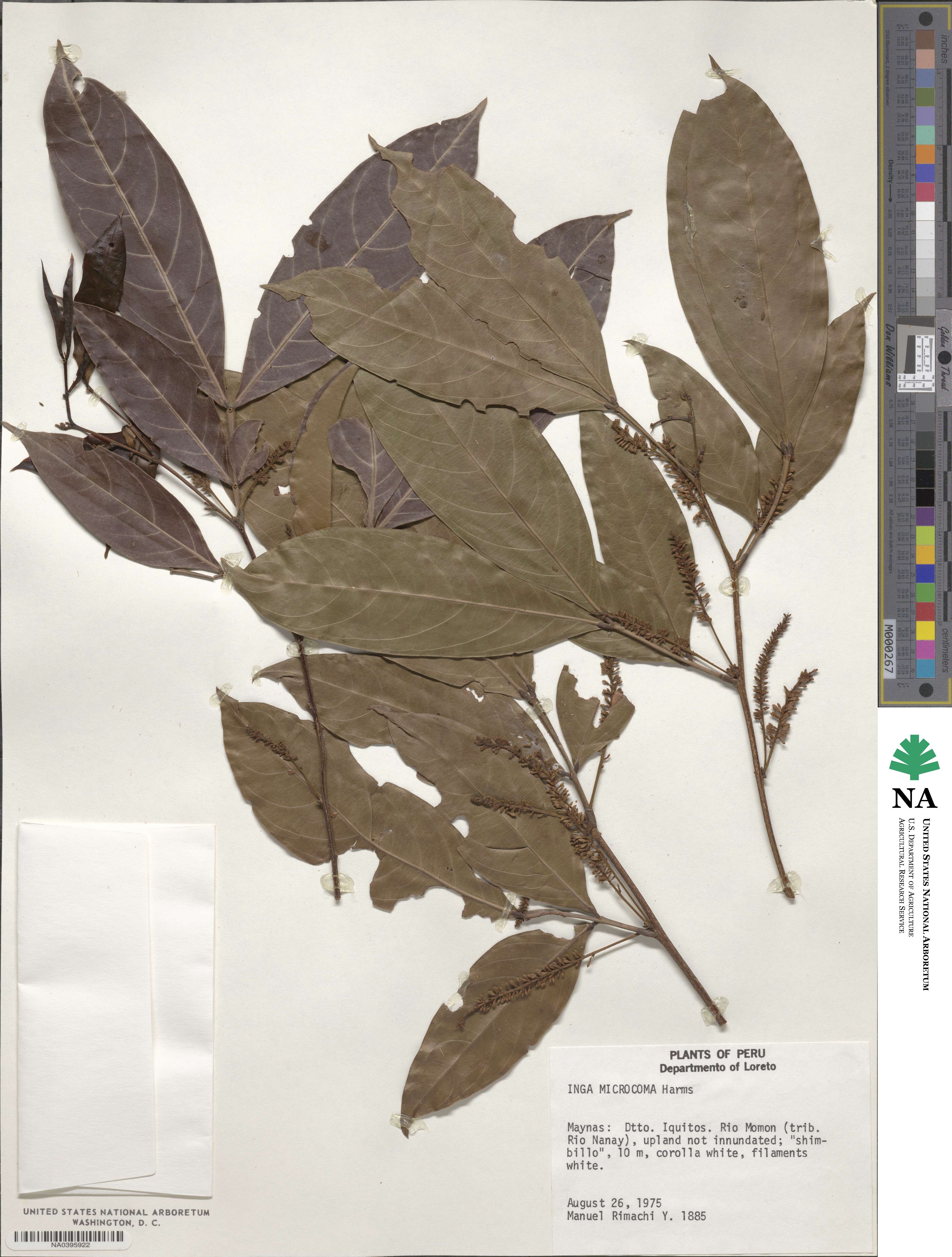 Inga microcoma image