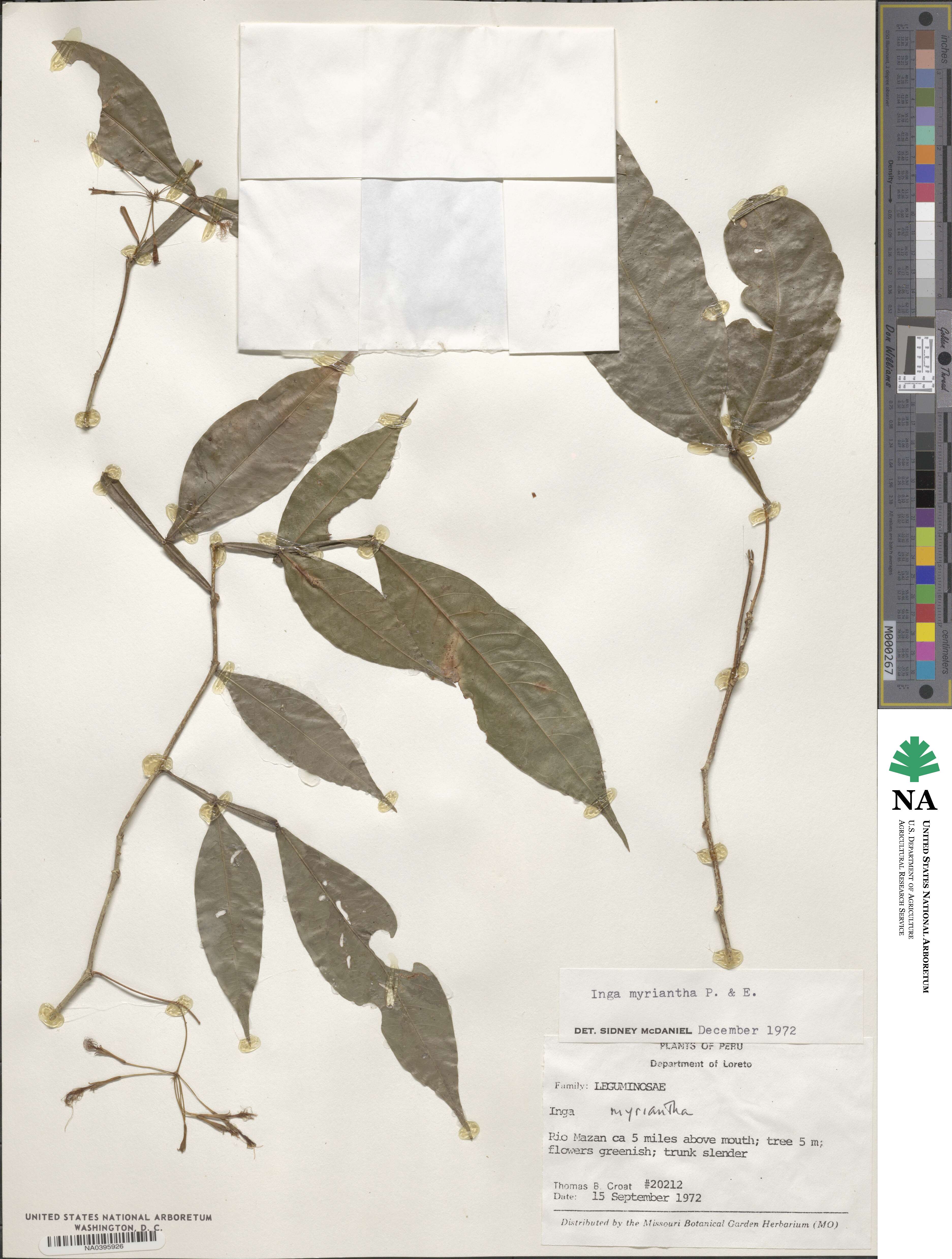 Inga umbellifera image